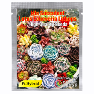 Mix Succulent Lotus Echeveria Lithops Bonsai Seeds 15 Pcs image