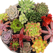 Mix Succulent Lotus Echeveria Lithops Bonsai Seeds 15 Pcs image