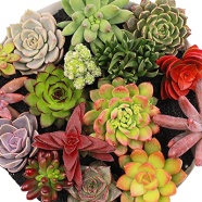 Mix Succulent Lotus Echeveria Lithops Bonsai Seeds 15 Pcs image