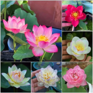 Mixed Bonsai Lotus Seeds - 5 Pcs image