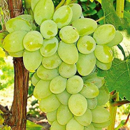 Mixed Finger Grape Seeds 15 Pcs image