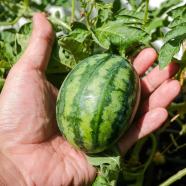Mixed Mini Sweet Watermelon Seeds image