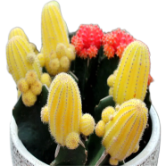 Mixture of Cactus Seeds Rare Succulent Plants- 20 Pcs image