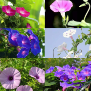Morning Glory Bonsai Mixed Color Seeds 100 Pcs image