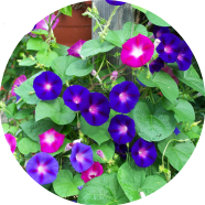 Morning Glory Flower Bonsai 20 Pcs Seeds image