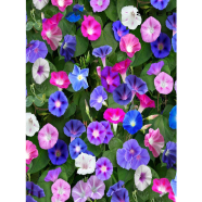 Morning Glory Seed image