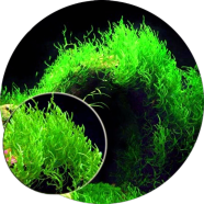 Moss Aquatic Plants Water Grass Seeds - 100 Pcs image