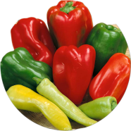 Multi Colour Capsicum All Season - 10 Pcs Seeds image