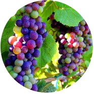 Multi Colour Grape Seeds - 20 Pcs image