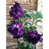 Multicolor Adenium Obesum Seeds image