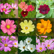 Multicolor Cosmos Flower Seeds image