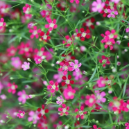 Multicolor Gypsy Flower Seeds Re-Pack - 0.1gm image