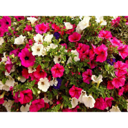 Multicolor Mixed Petunia Flower Seeds 40 Plus Seeds image
