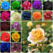 Multicolor Rose Flower Seeds - 30 Pcs image