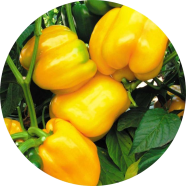 Multicolour Capsicum -20 Pcs Seeds image