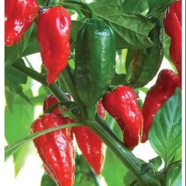Naga Chili / Bombay Seeds - 12 Pcs image