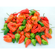 Naga Chilli ‍Short Seed image