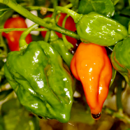 Naga Viper Chili Re-Pack - 5Pcs image