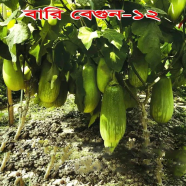 Naomi Seed Bari Brinjal 5 gm - 12- R image