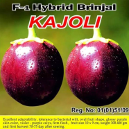 Naomi Seed Brinjal Kajoli - 1 gm icon