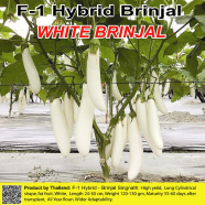 Naomi Seed Brinjal White - 0.5 gm icon