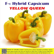 Naomi Seed Capsicum Yellow Queen - .5 gm icon