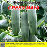 Naomi Seed Cucumber Green Maya - 1 gm image