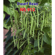Naomi Seed Dwarf Bean 10 gm image