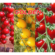 Naomi Seed Hybrid Tomato Cherry Yellow 50 Pcs Seed - F-1 icon