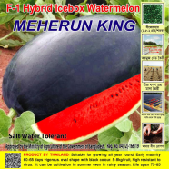 Naomi Seed Watermelon Meherun king - 1 gm icon