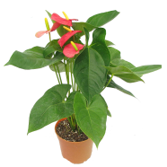 Natural Anthurium Bonsai Seeds - 10 Pcs image