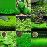 Natural Aquarium Green Grass Plants 20 Pcs Seeds image