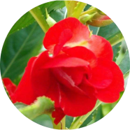 Natural Balsam Flower Seeds - 30 Pcs image