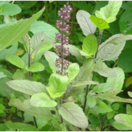 Natural Basil Tulsi 20 Pcs Seeds image