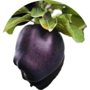 Natural Black Diamond Apple 10 Pcs Seeds image