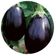 Natural Black Eggplant Seeds - 10 Pcs image