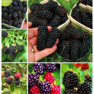 Natural Black Mulberry Seeds - Dwarf 30 Pcs image