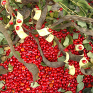 Natural Blood Sandalwood Tree 5 Pcs Seeds image