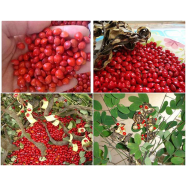 Natural Blood Sandalwood Tree All Season - 5 Pcs Seeds image