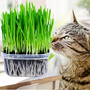Natural Cat Grass Foliage Plant Bonsai 1000 Pcs Seeds image