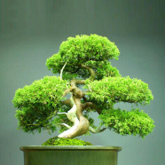 Natural Chinese Juniper Bonsai Tree Seeds -10 Pcs image