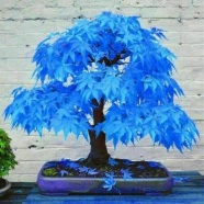 Natural Chinese Rare Blue Maple Bonsai Seeds - 20 Pcs image