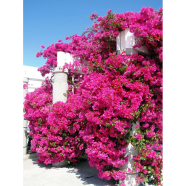 Natural Colorful Climbing Bougainvillea 10 Pcs Seeds image