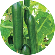 Natural Cucumber Seeds - 30 Pcs image