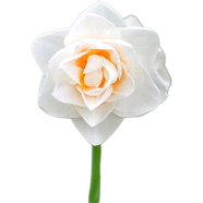 Natural Daffodil Flower - 20 Pcs Seeds image