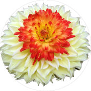 Natural Dahlia Flower - 5 Pcs Seeds image