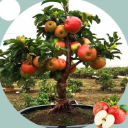 Natural Delicious Potted Apple 30 Pcs Seeds image