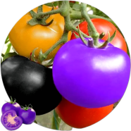 Natural Delicious Rainbow Tomato Bonsai Seeds - 15 Pcs image