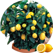 Natural Dwarf Lemon Tree Seeds - 5 Pcs image