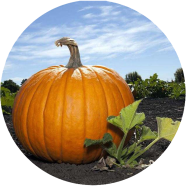 Natural European Hybrid Pumpkin - 10 Pcs Seeds image
